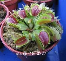 GGG 100 PCS Flytrap Seed Bonsai Potted Dionaea Muscipula Plant Seed Terrace Garden Carnivorous Plant Seed