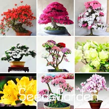 Big Promotion!100 Pcs/bag Rare 12 Varieties Azalea Seeds Looks Like Sakura Japanese Cherry Blooms Flower Seeds,#LPCE05