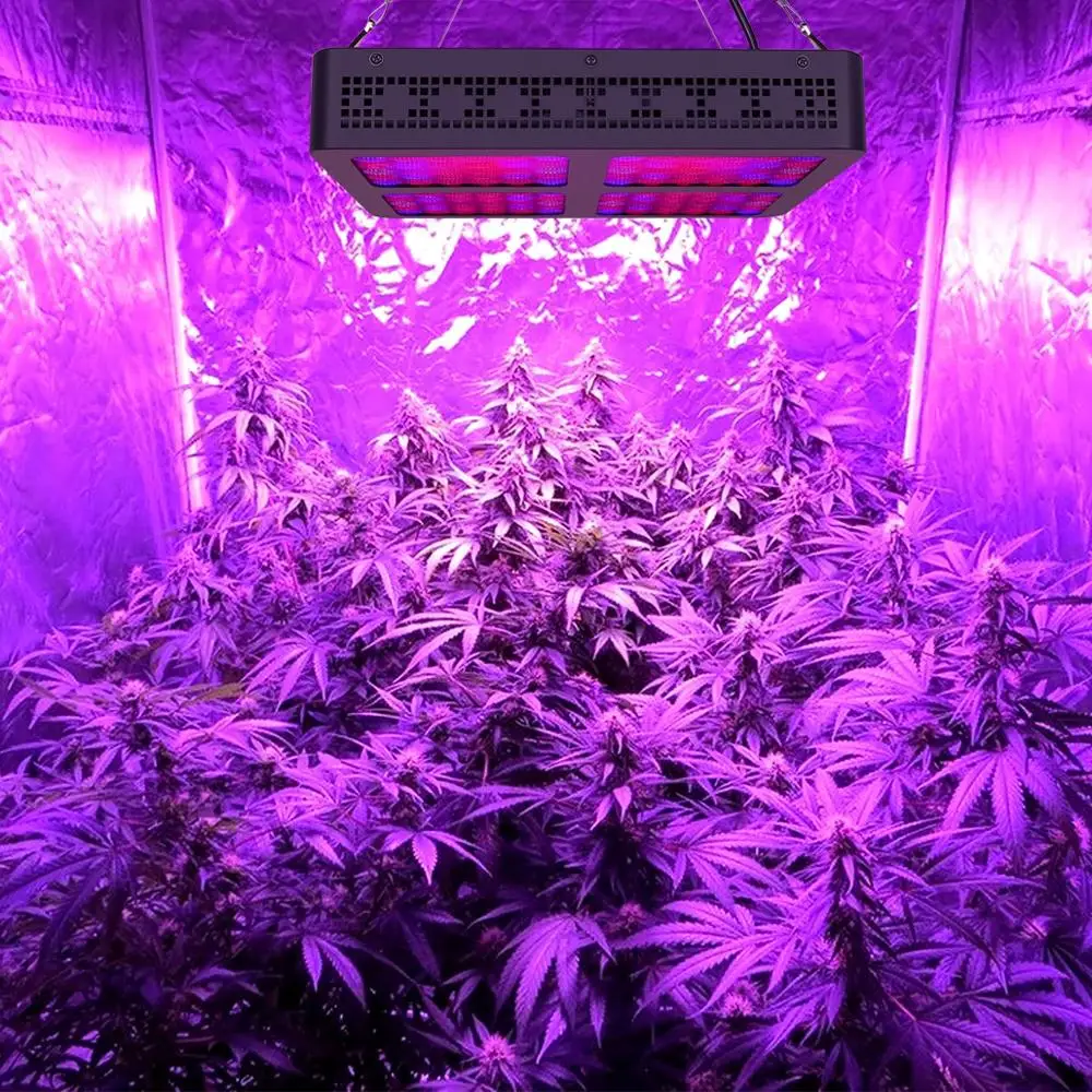 600w