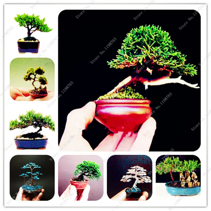 

Bonsai 100 Pcs Colorful Japanese Juniper Mixed Bonsai Starter Tree Juniperus Procumbens Nana Potted Plant For Home & Garden