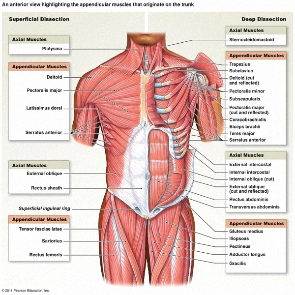 diy frame human body skeletal system anatomical chart medical medical posters