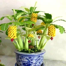 50 Particles Potted Banana Melon bonsai Beautiful Garden Bonsai Plants Golden Elongated Pumpkin Original Package bonsai