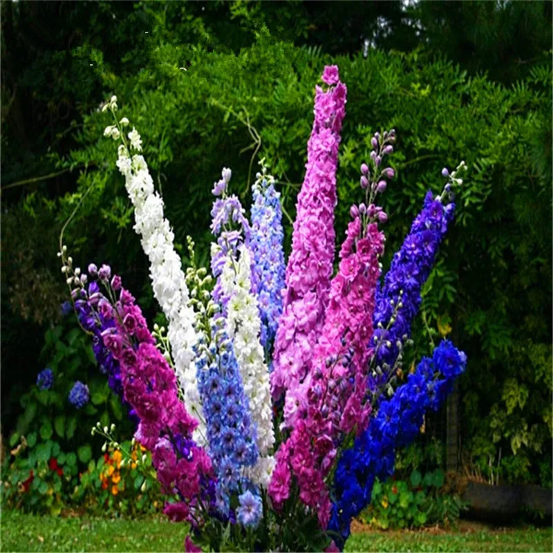 Цветок карликовые деревья 100 шт. Delphinium Mix гигантский Дельфиниум Cultorum горшках сад открытый декоративные Planta Sement для домашний декор
