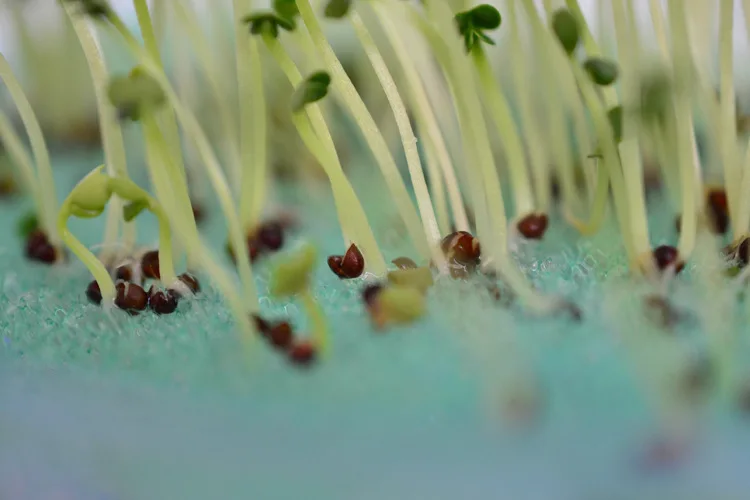 Растение DIY семена Петри посуда растение Culturist игрушка для раннего развития научный эксперимент игрушки зеленые детские игрушки