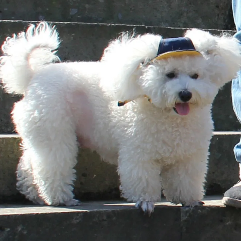 New-Pet-Dog-Sunshade-Jean-Travel-Hats-Breathable-Dog-Hat-For-Dogs-Size-Adjustable-Baseball-Cap (3)