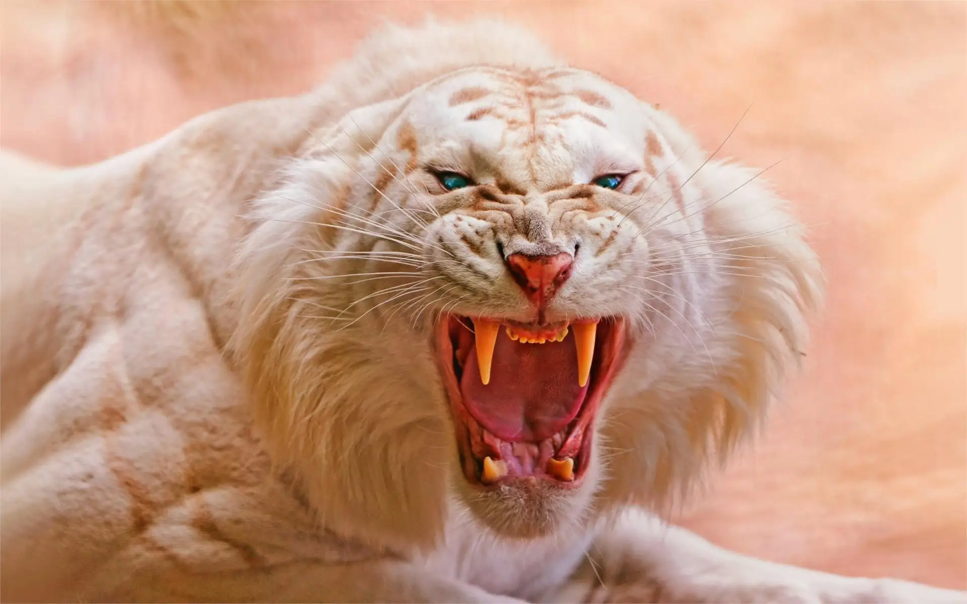Hoge kwaliteit groothandel witte tijger stof van chinese witte ...