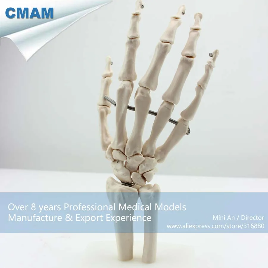 

No. 12349 , Hand Bone, Medical Science Didactic Joint and Extremities Model , CMAM china medical anatomical models