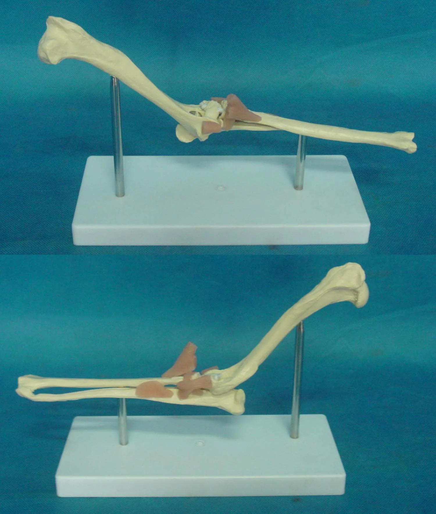 Hund Ellenbogen Modell Tier Anatomie Tier Lehre Modell Veterinar Gerate Hund Skeleton Medizinische Padagogisches Modell Freies Verschiffen Padagogische Einrichtungen Aliexpress