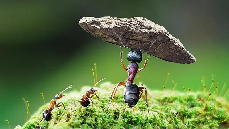 Хорошие дикие черные муравьи из горы чанбаи, Китай, полирахис вицина, помощь при ревматоидном артрите и гепатите В