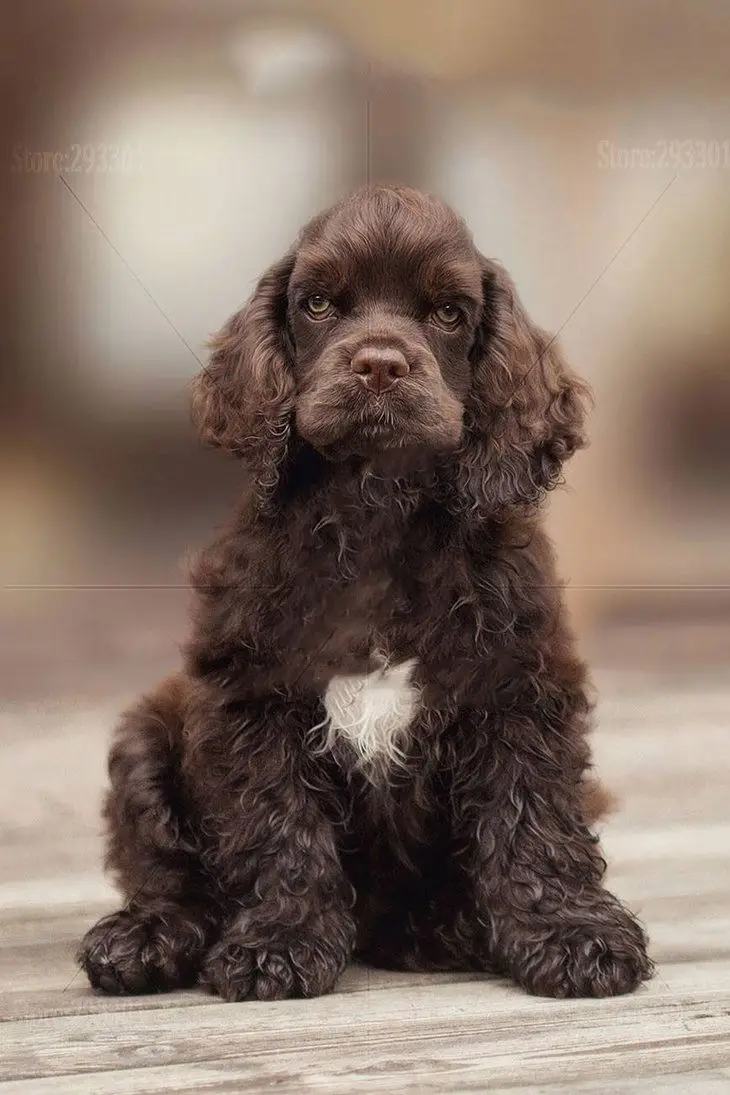 american_cocker_puppy_by_cindysart-daskkx7_