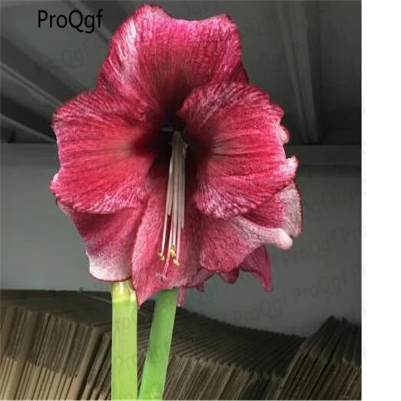 Ngryise 5 шт. набор Hippeastrum rutilum Amaryllis