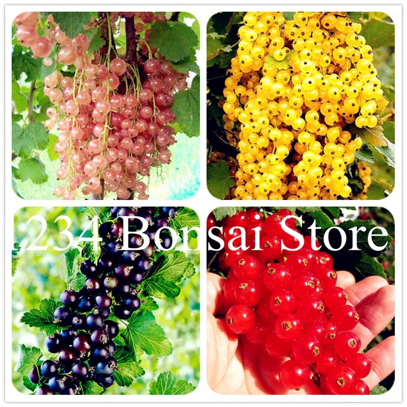 

50 Pcs Gooseberry Fruit, Juicy Currant bonsai Organic Fruit bonsai Nutritious Bonsai Food bonsai Plant For Home Garden Pot