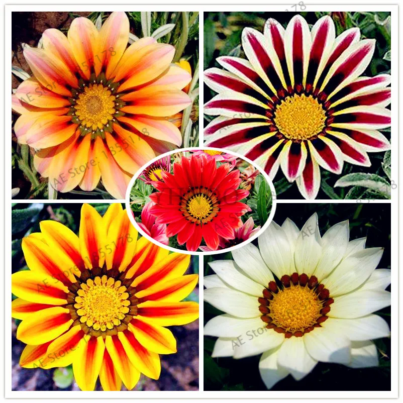 

100pcs/bag Rare Flowers Plant Gazania Rigens Plantas Home Balcony Garden Bonsai Ornamental Splendens Chrysanthemum