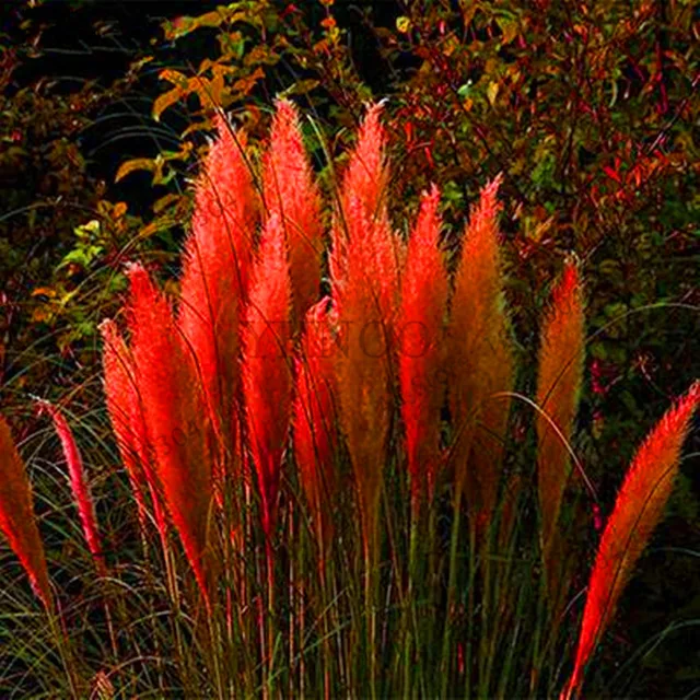 Hot Sale!Pampas Grass flores Patio and Garden Potted Ornamental Plants