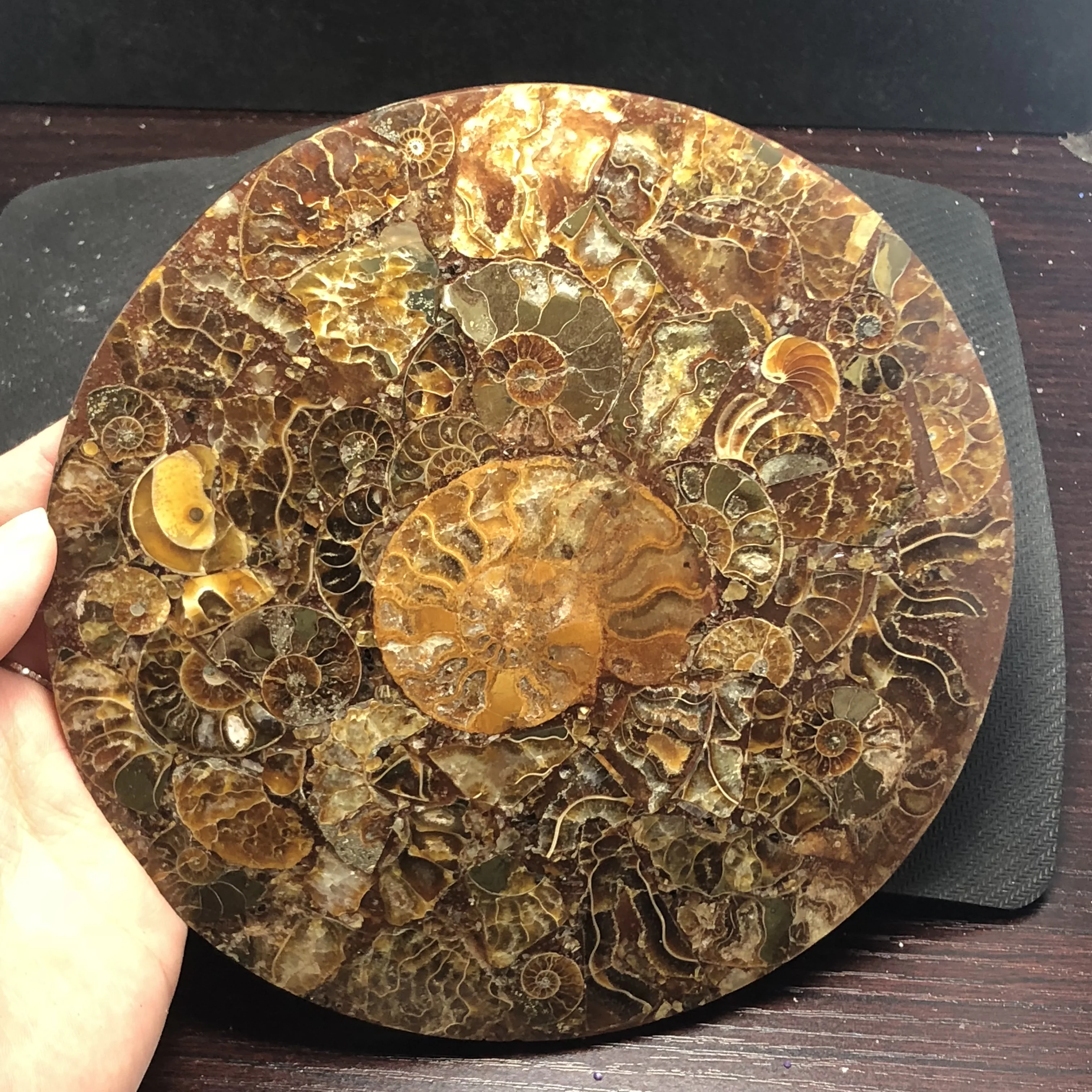 Natural ammonites fossils sectioned plates crystal jade Marine shells Madagascar mineral samples