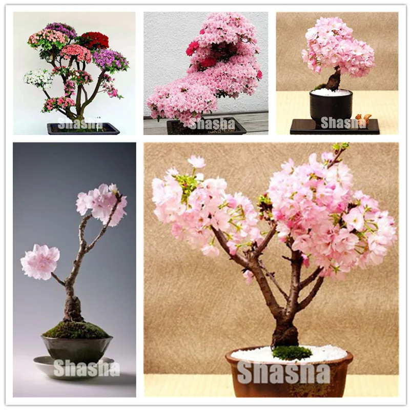 

10 Pcs Mini Sakura Bonsai Flower Cherry Blossoms Tree Like Azalea Flower Rhododendron Bonsai Plants For Home & Garden Bonsai