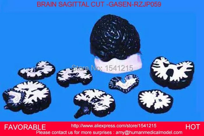 

HUMAN BRAIN MODEL , BRAIN MODELS,HUMAN HEAD ANATOMICAL MODEL BRAIN MODEL MEDICAL SCIENCE TEACHING SUPPLIES GASEN-RZJP059