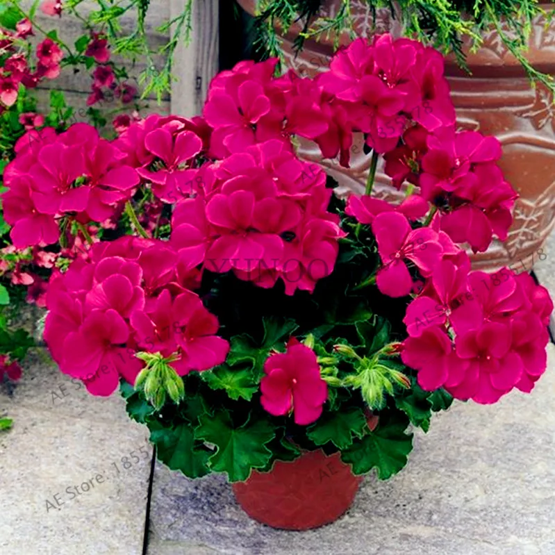 Пеларгония starbright rose. Пеларгония низкорослая. Пеларгония низкорослая. Пеларгония апачи роуз. Пеларгония нано f1 сальмон.