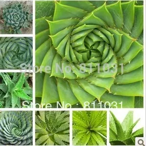 other plants seeds bulbs 5pcs hot selling 5pcs aloe seeds succulent plants bonsai seeds diy home garden free shipping in other plants seeds bulbs 5pcs hot selling 5pcs aloe seeds succulent plants bonsai seeds diy home garden free shipping in