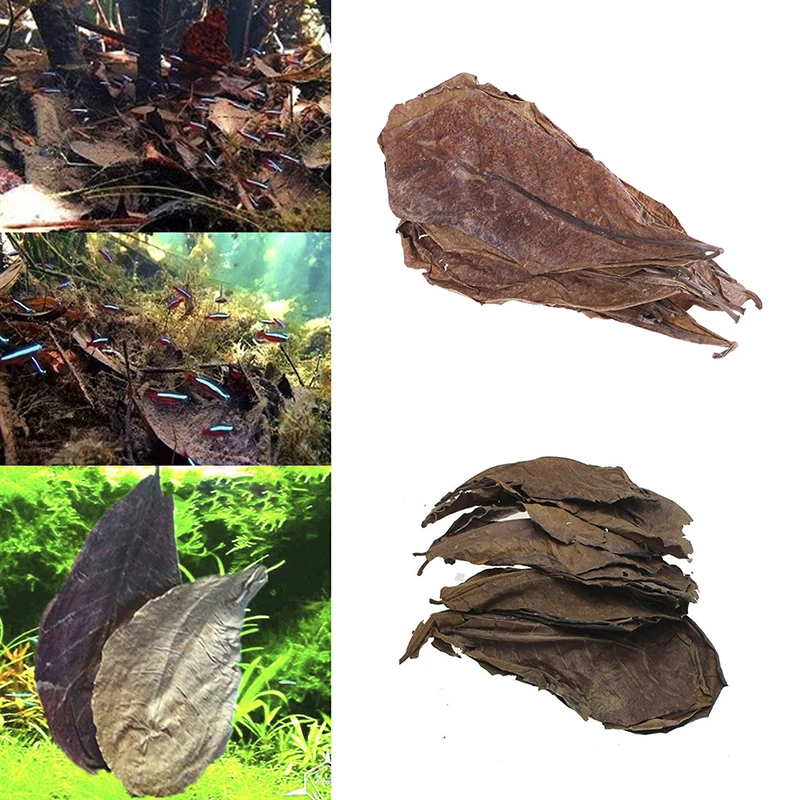 

20pcs Indian almond tree Olive leaf for aquarium water to balance PH Acidity Natural leaves almond tree hot sale