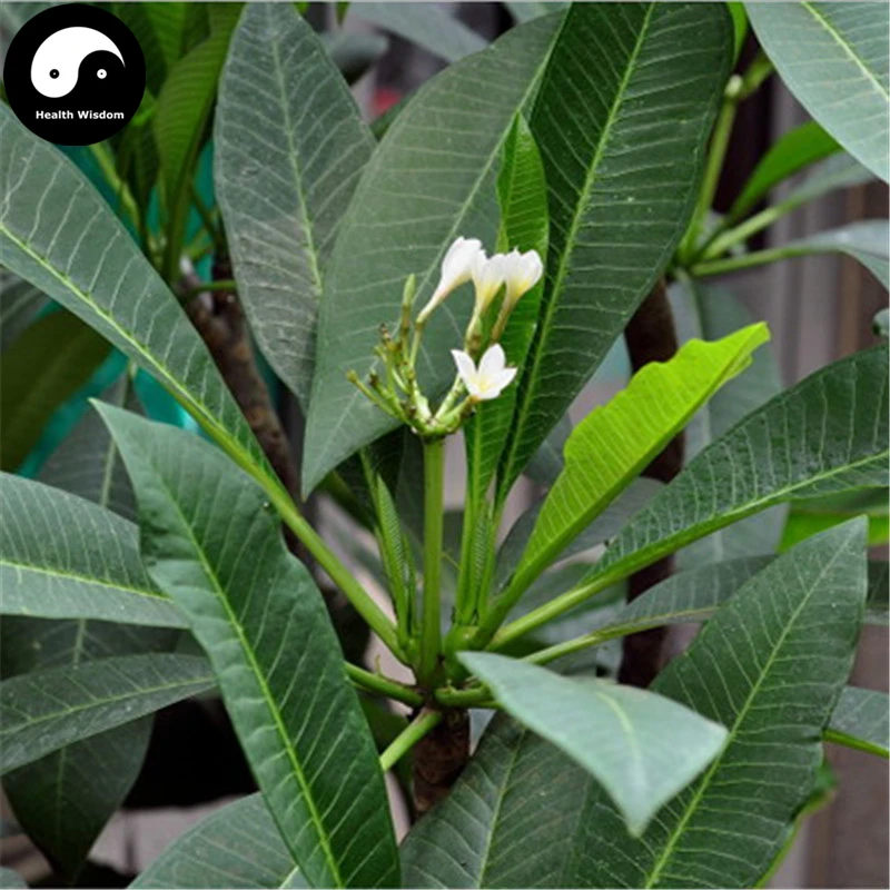 

Buy Plumeria Rubra Tree Semente 30pcs Plant Yolk Flower For Egg Flower