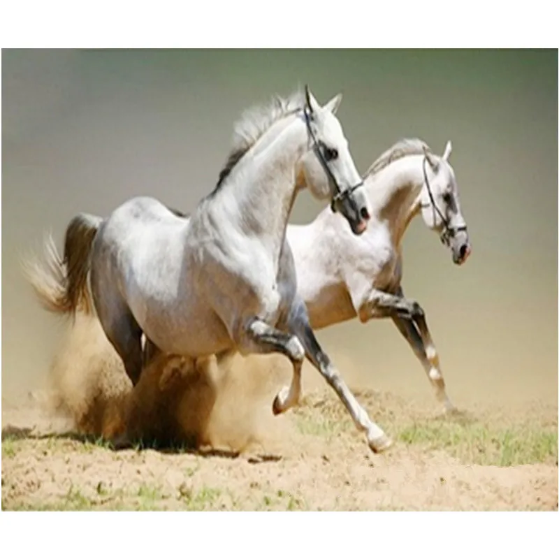 Вороно пегая лошадь. Кто это такой лошадь. Фризская лошадь. Мерин лошадь. Мерин фото лошадь.