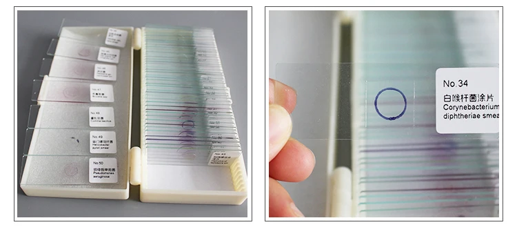 50 шт. микробиологические бактериальные образцы перманентные ломтики образец Scetion микроскоп слайды для медицинского исследования