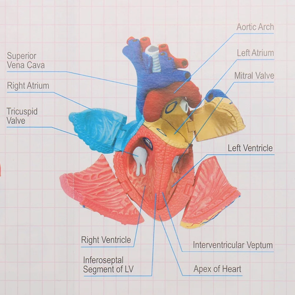 modelo anatômico de coração humano, anatomia