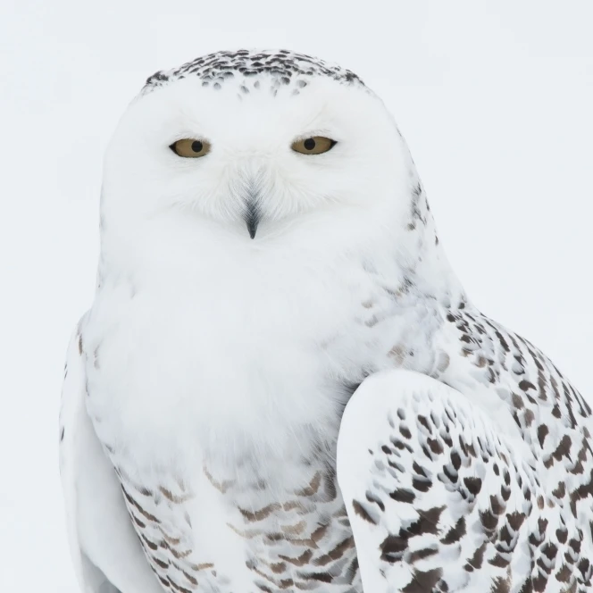 Snowy Owl Standing On Snow  Saint-Barthelemy  Quebec  Canada  Winter Poster Print (19 x 12)