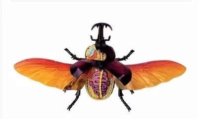 Спецодежда медицинская сборки головоломки животного насекомых модели Beetle Анатомия собраны модели Фея угол червь Анатомия собраны модели 27*34*12.6 см