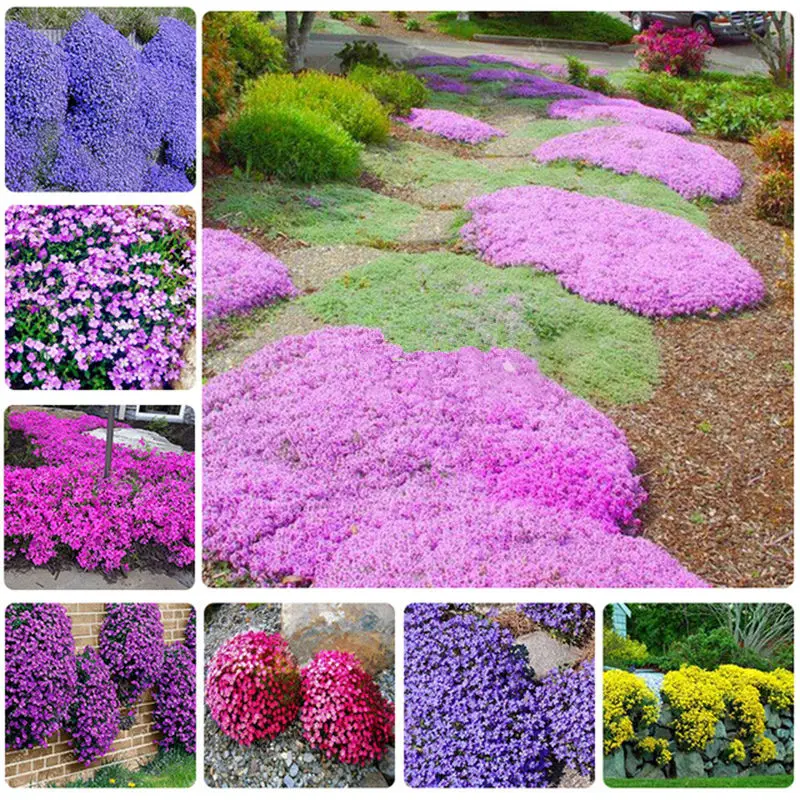 

100 Pcs Creeping Thyme Bonsai Rare Color Plant Perennial Ground Cover Flower Foliage Plant for Home Garden Decor B021