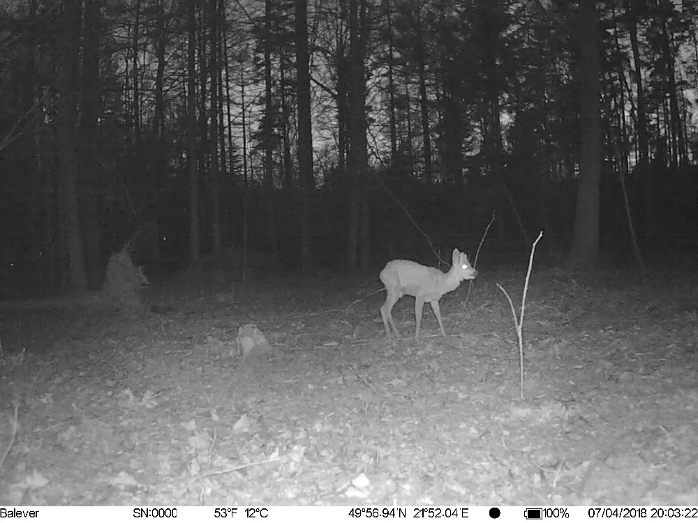 GPS 4G Hunting Camera MMS Wildlife Home Surveillance Night Vision Game Wildcamera Trail WildKamera Digital Foto Chasse Hunter (9)