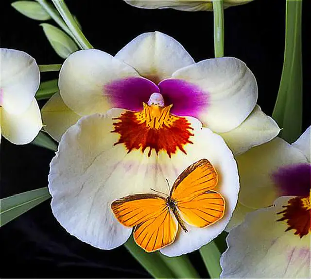100 Grains Rare Butterfly Orchid Flower Plantas Indoor Potted Orchid