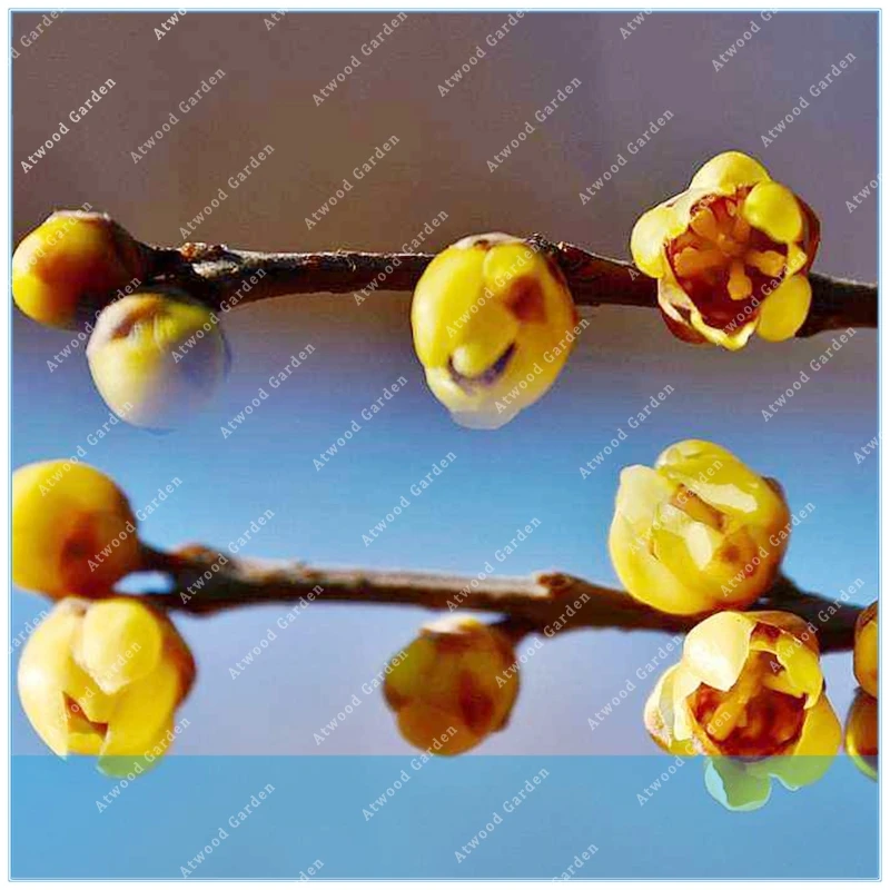 

ZLKING 20pcs Chimonanthus Praecox Wintersweet Fragrant Winter Flower plant tree