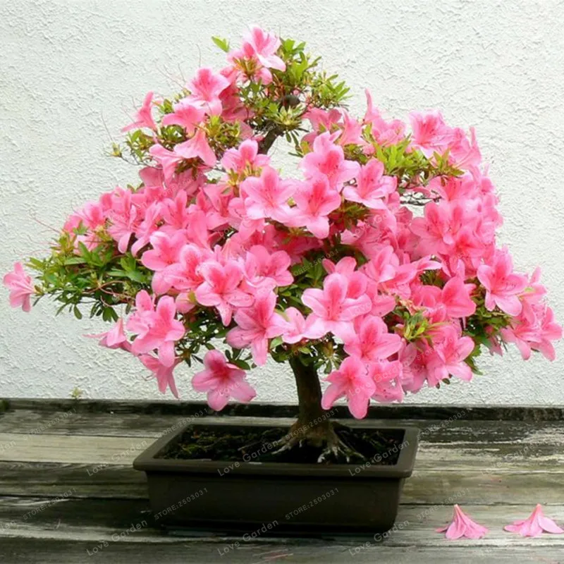 Rare Sakura Bonsai Flower Cherry Blossoms Tree Cherry Blossom Bonsai Plants For Home Garden Bonsai 10 Pcs Rare Sakura Bonsai Flower Cherry Blossoms Tree Cherry Blossom Bonsai Plants For Home Garden Bonsai 10 Pcs