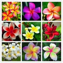 100 шт домашний сад ФРАНЖИПАНИ смешанные цвета Плюмерия рубра Цветочные плантации украшения Романтические цветы из яйца бонсай растение для домашнего сада