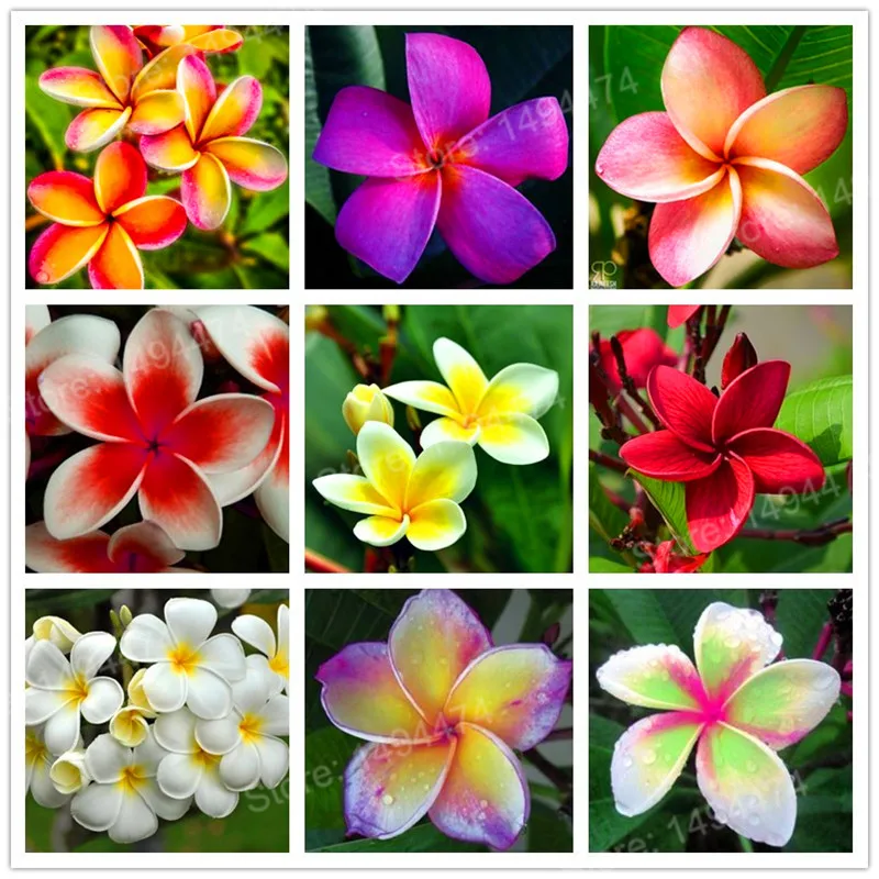 Plumeria coupons