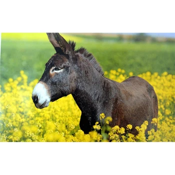 

Crafts animal Donkey Diamond Painting 5d diamond embroidery Rhinestone DIY Needlework Cross Stitch home Decor C423