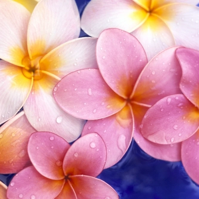 Close-Up Of Yellow And Pink Plumeria Flowers Floating  Water Drops With Blue Background Poster Print (19 x 12)