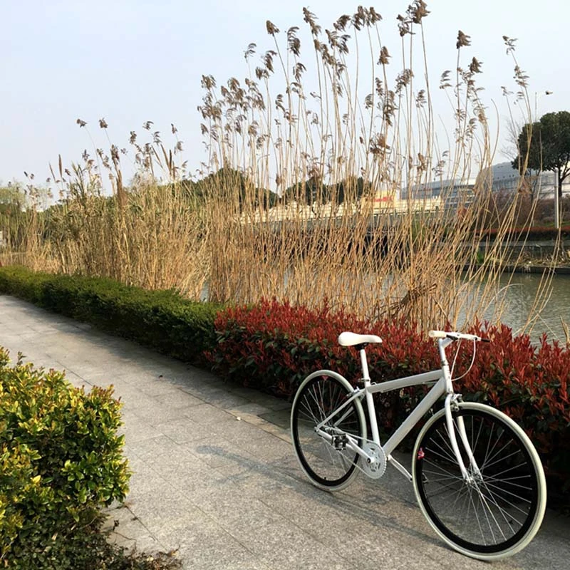 Sale High quality Aluminum Alloy material 26 inch White Frame Material bike Producers city bike 1 Sale High quality Aluminum Alloy material 26 inch White Frame Material bike Producers city bike 1