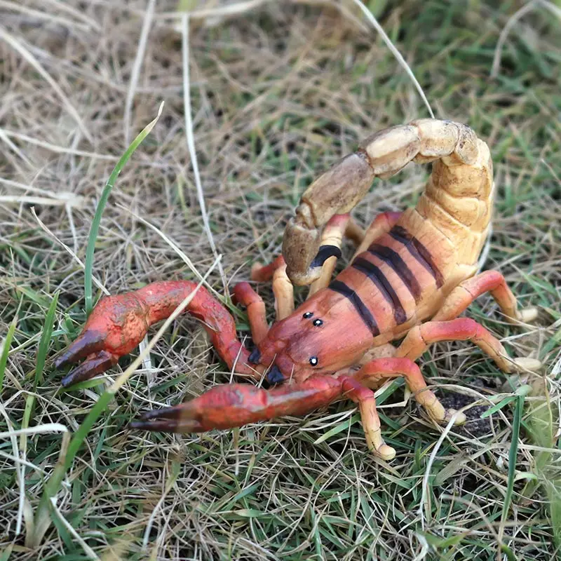 蝎子