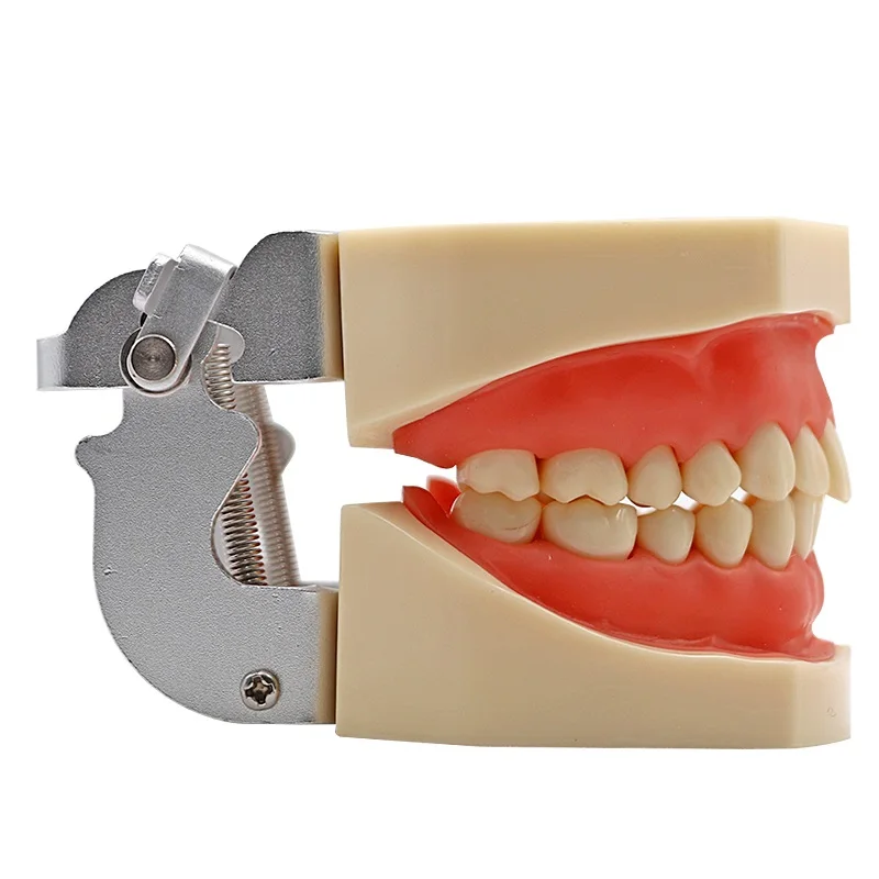 Стоматологическая, съемная модель зубов с отверткой, зубная мягкая резинка, стандартная модель зуба с 28 съемные зубы, стоматологические инструменты