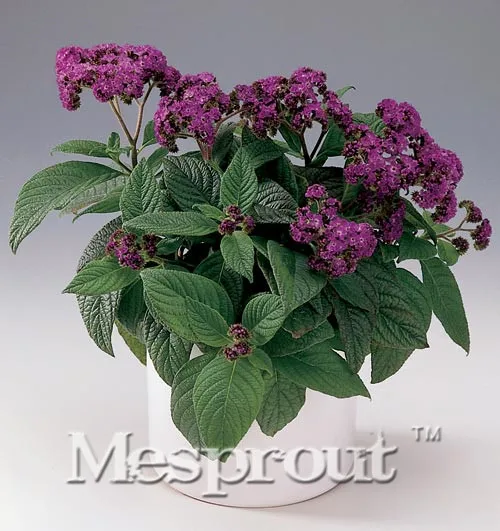 

Novel Plant Heliotropium Arborescens Bonsai For Planting 100pcs, Beautifying Balcony Bonsai Flower Garden Heliotrope Bonsai