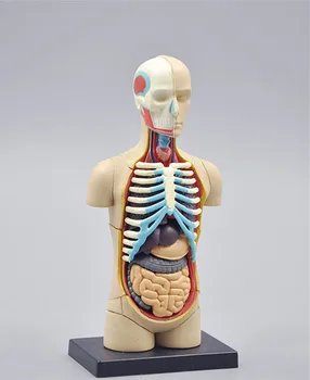 

small human torso Human Anatomy model Human bust / head / musculoskeletal anatomical models 32pcs assemble free shipping