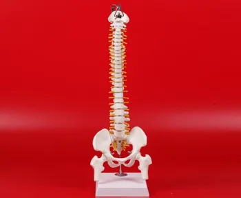 

high quality 45cm human spine model human skeleton model with Spinal disc pelvis model