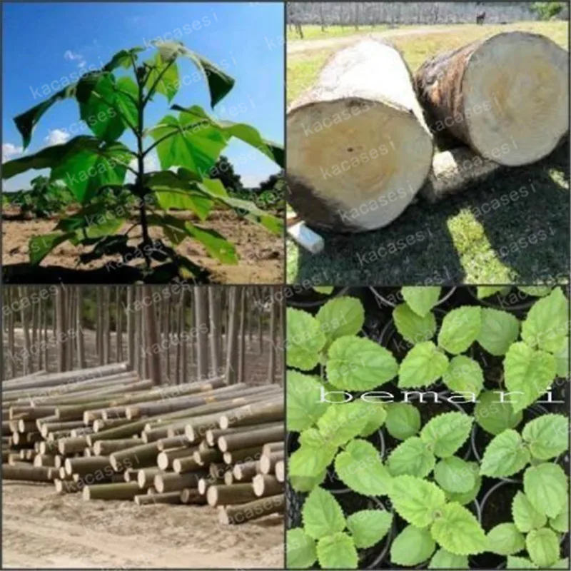 

100pcs 100% High Quality paulownia elongata New forest tree bonsais fast growing tree Bonsai Plant for Home garden
