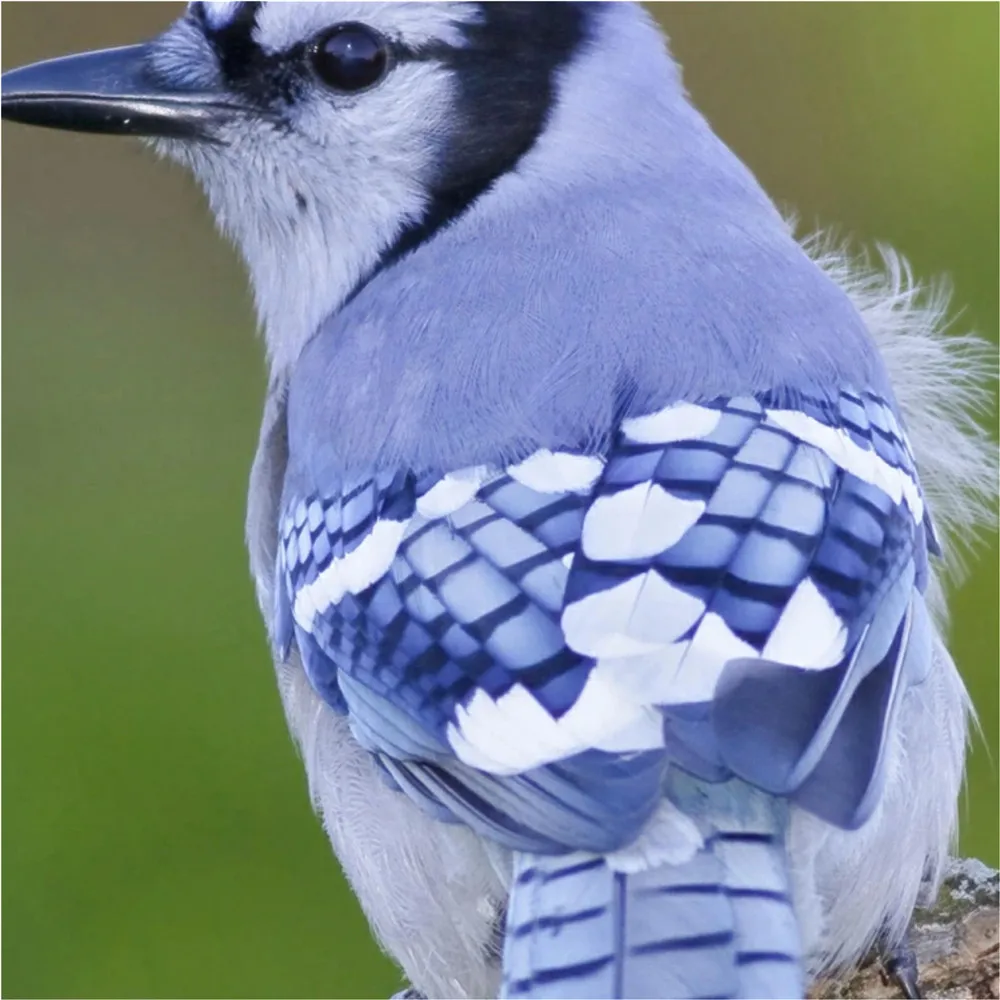 527