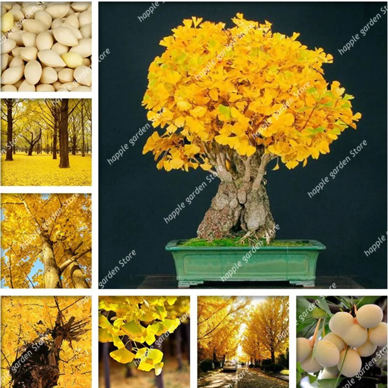 2 Pcs Ginkgo Biloba Bonsai Unique Species Of Maidenhair Tree Bonsai sprouting 100% Fruit Tree Potted plants Strong Adaptability