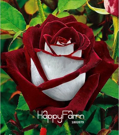 Большая распродажа! Белое Сердце розовая боковая Роза бонсай 24 цвета растения в горшках розы редкий цветок сад балкон 200 шт./партия,# DB80DK