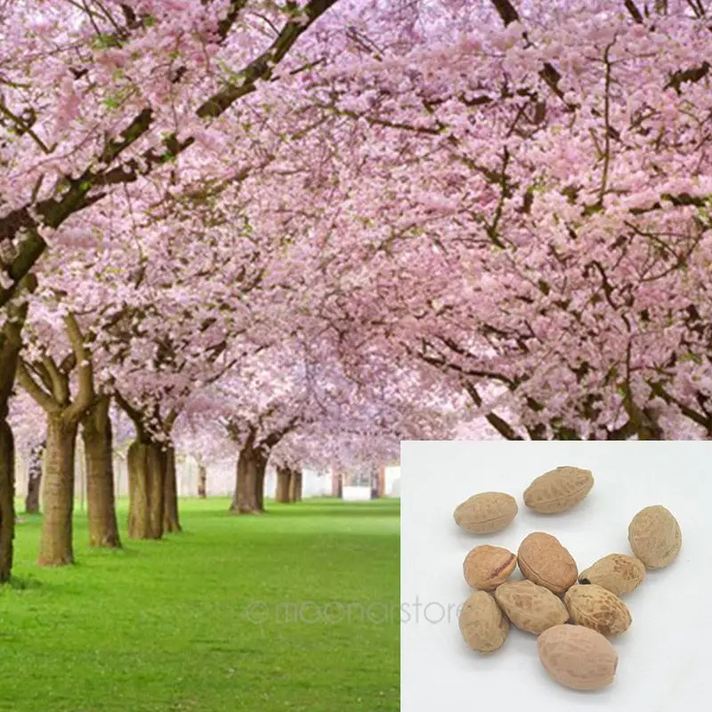 Hot selling 10 pcs japanese sakura seeds oriental cherry blossom seeds